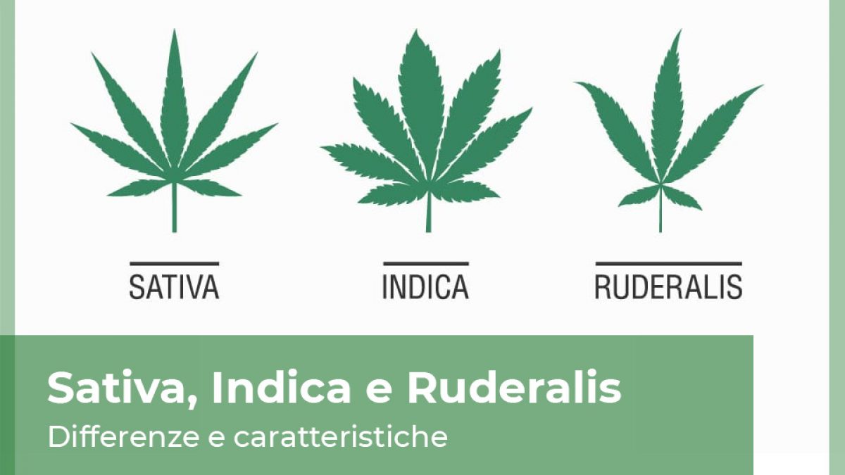 Tipi di Cannabis differenza tra Sativa Indica e Ruderalis e gli Ibridi